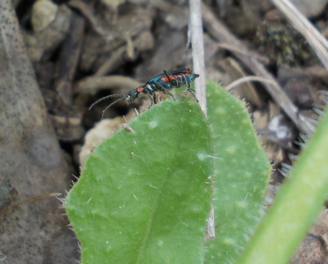 cerambice ? No. Malachiidae: Clanoptilus sp.